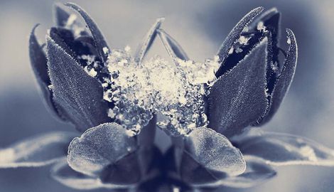 Ensemble La Ninfea "Winter" vom ersten Frost bis zum festlichen Karneval